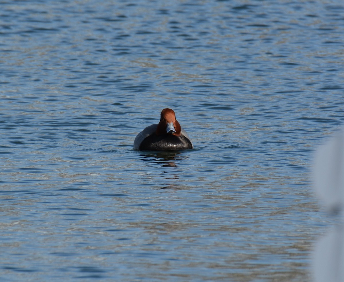 Redhead - ML405055261