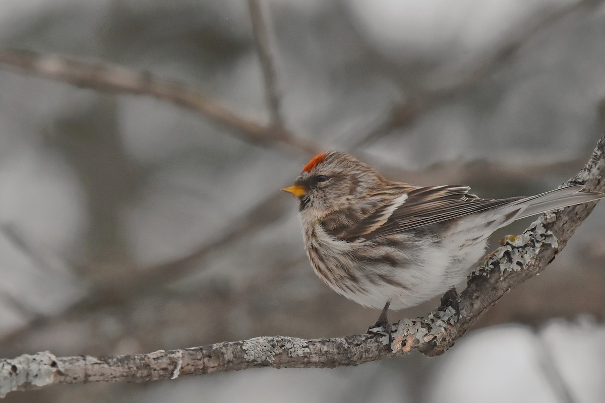 Common Redpoll - ML405055291