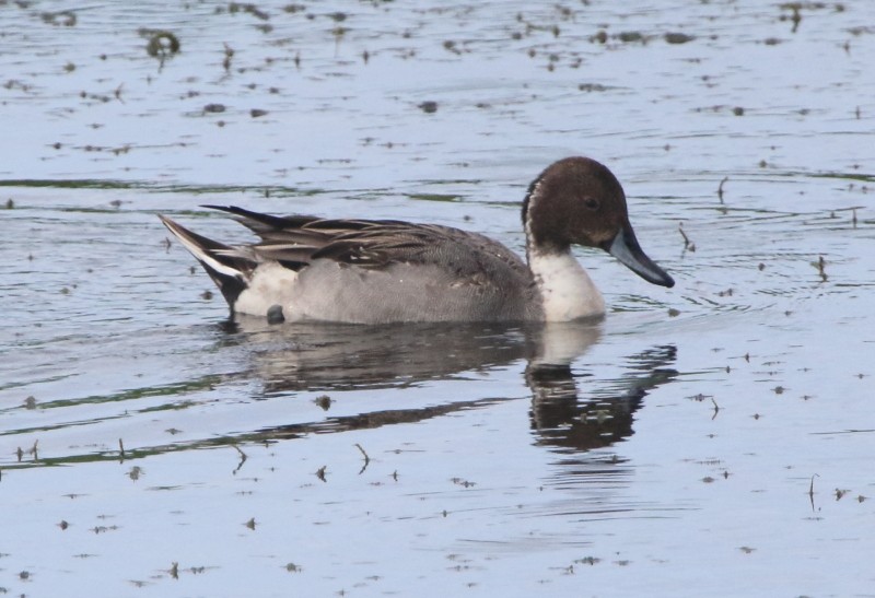 Northern Pintail - ML40505601