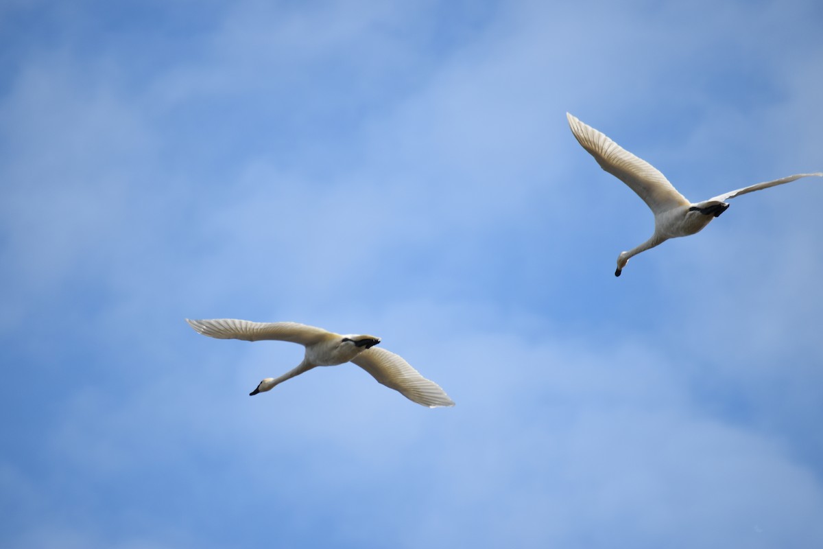 Trumpeter Swan - ML405056141