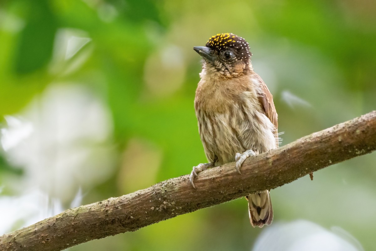 Grayish Piculet - Phil Chaon