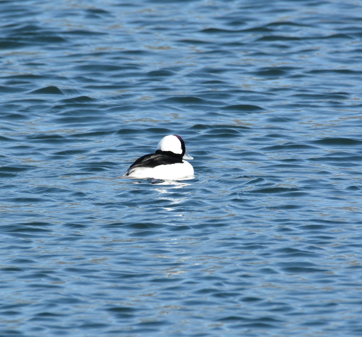 Bufflehead - ML405057111