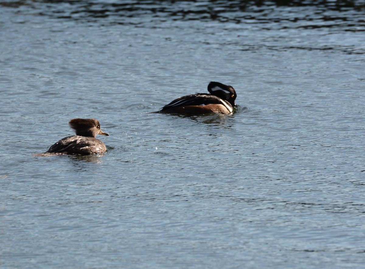 Hooded Merganser - ML405057201