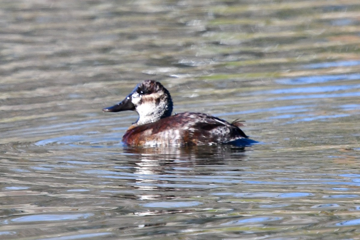 Ruddy Duck - ML405057641