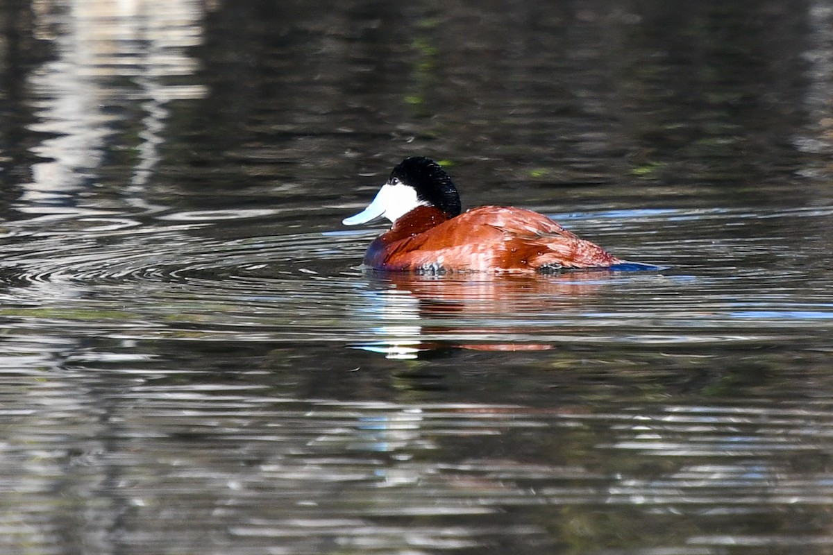 Ruddy Duck - ML405057771