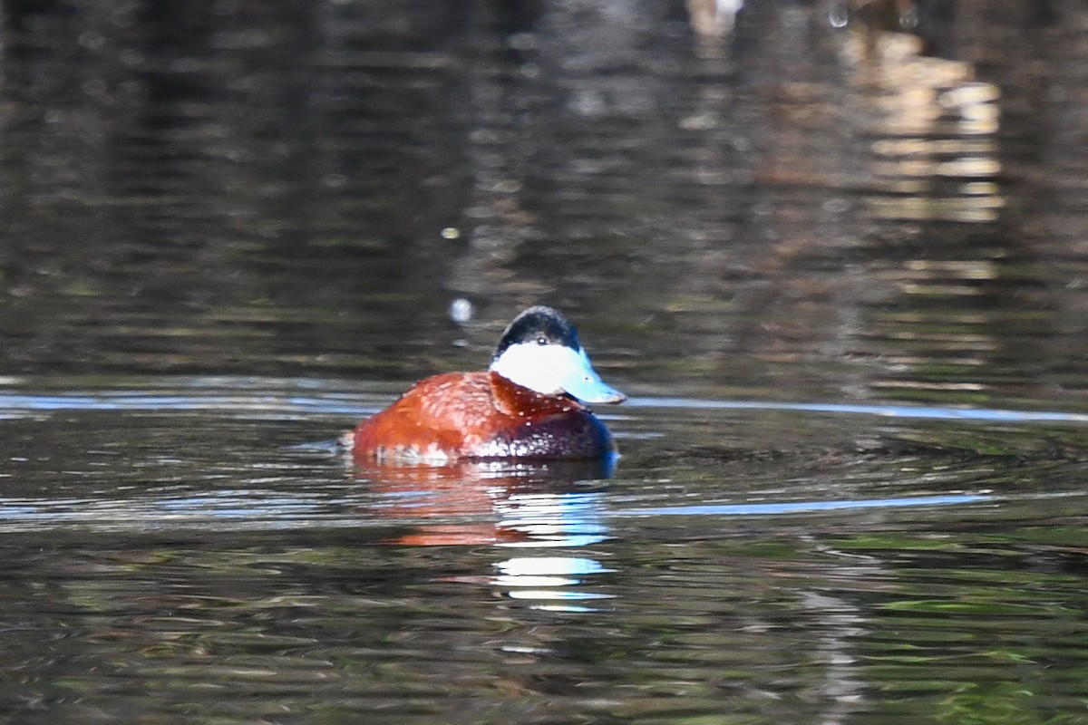 Ruddy Duck - ML405057931