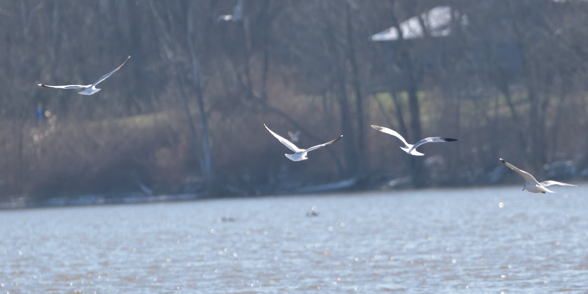 Ring-billed Gull - ML405058831