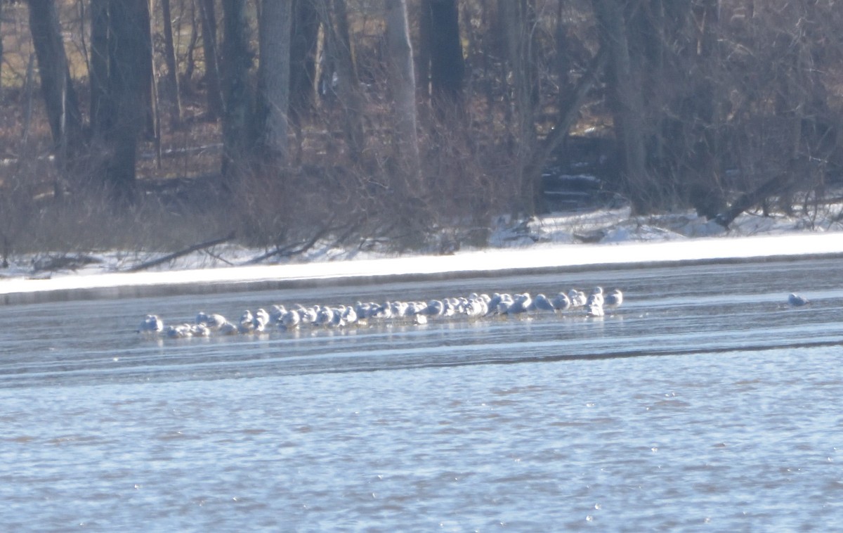 Ring-billed Gull - ML405059461