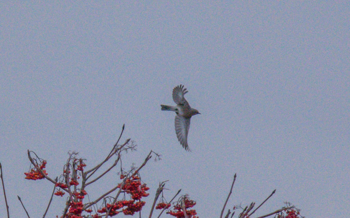 Mountain Bluebird - ML405060961