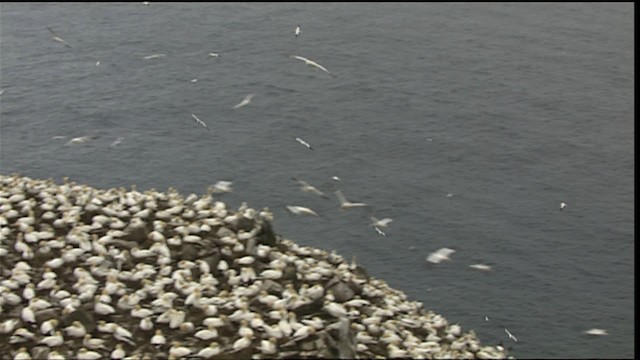 Northern Gannet - ML405062