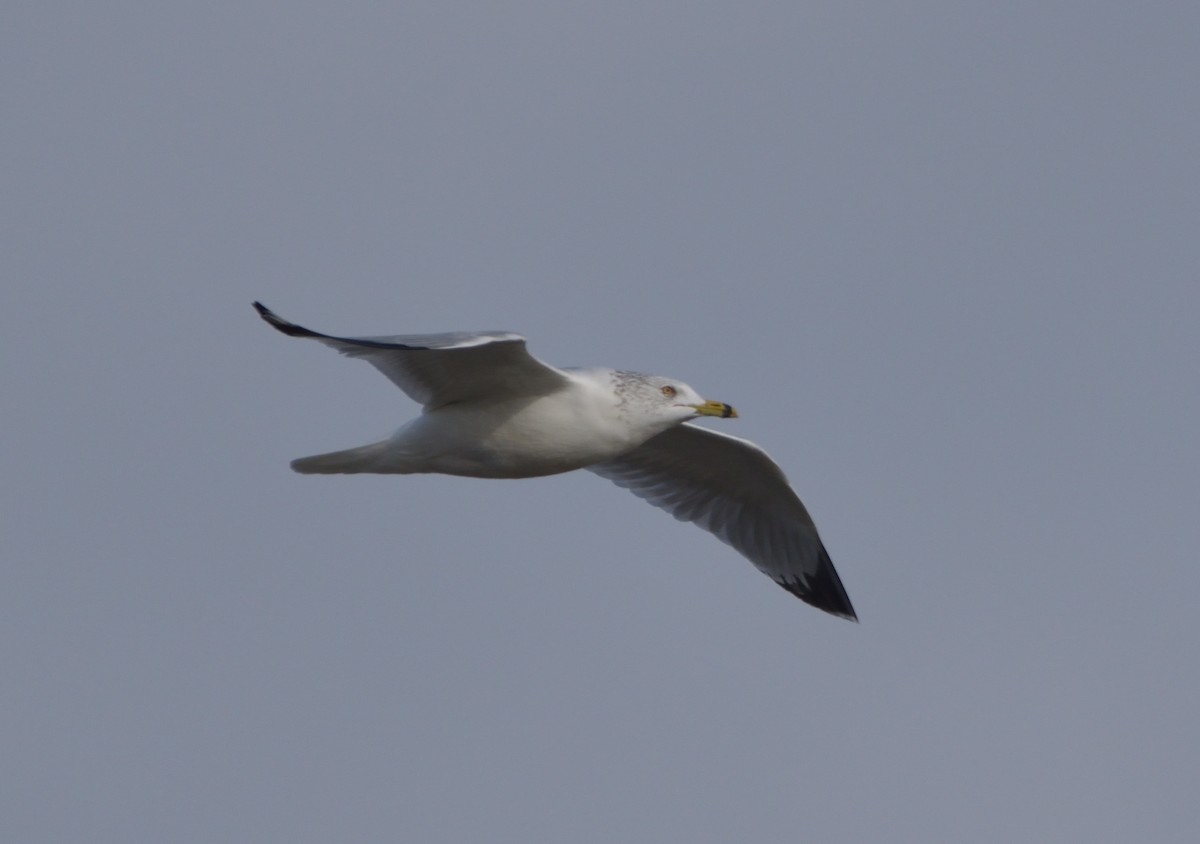 Ring-billed Gull - ML405062341