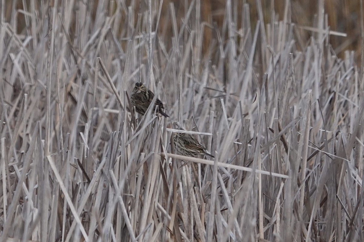 Savannah Sparrow - Edward Buckler