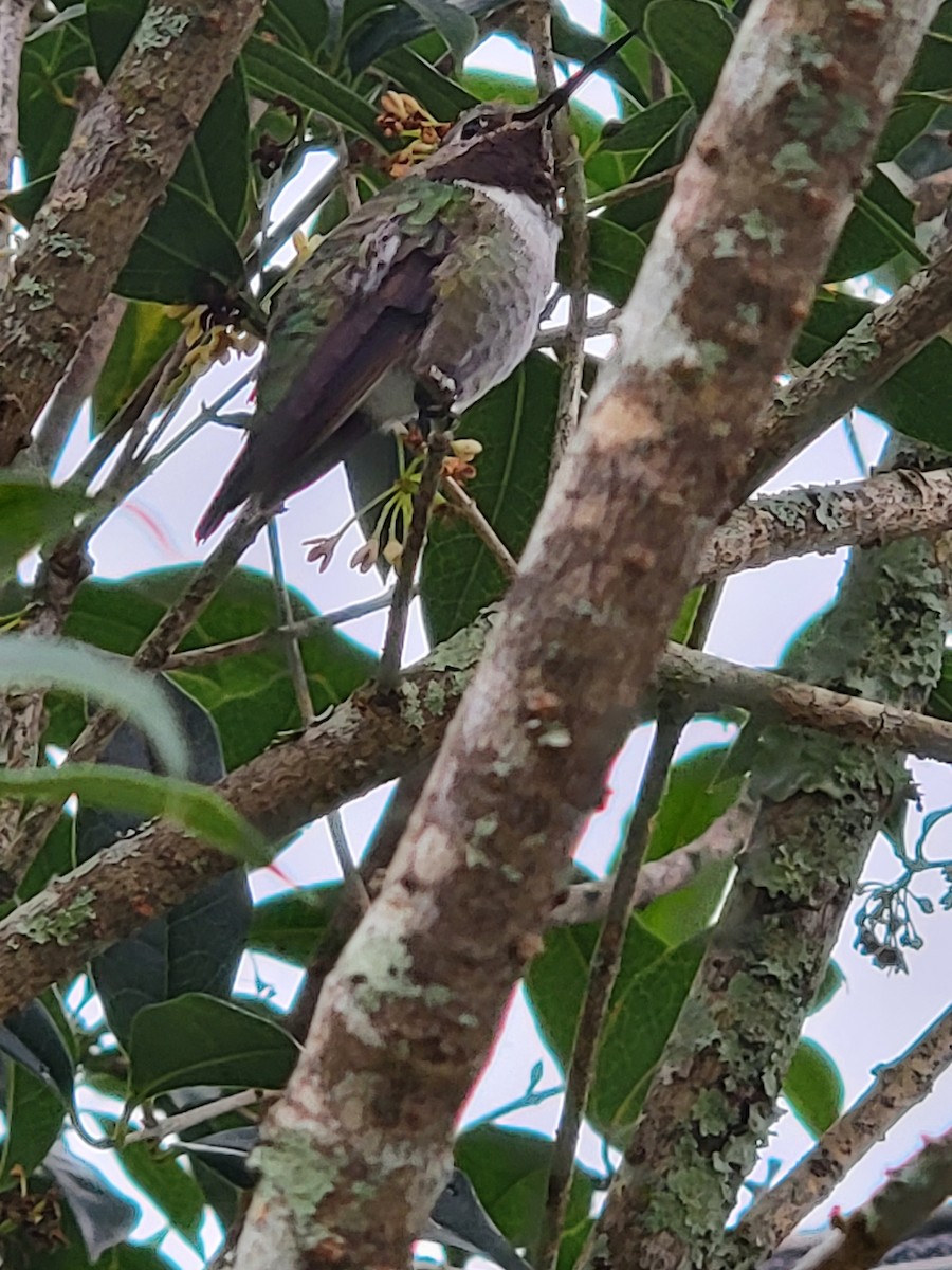 Broad-tailed Hummingbird - ML405062861