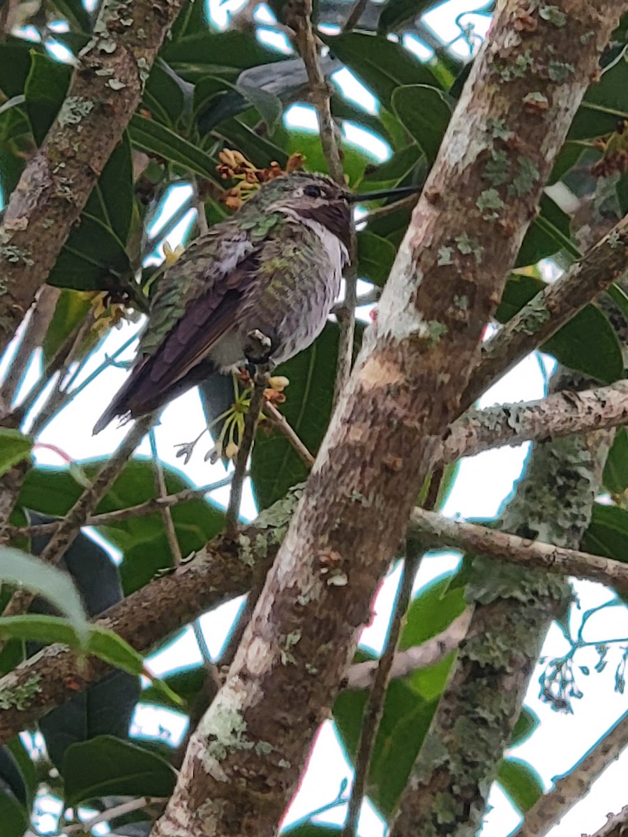 Broad-tailed Hummingbird - ML405062871