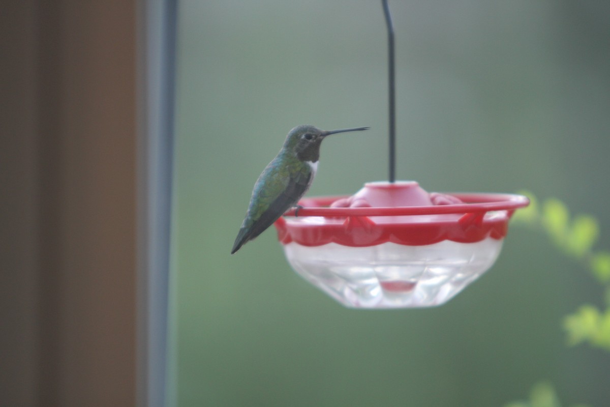 Broad-tailed Hummingbird - ML405062931