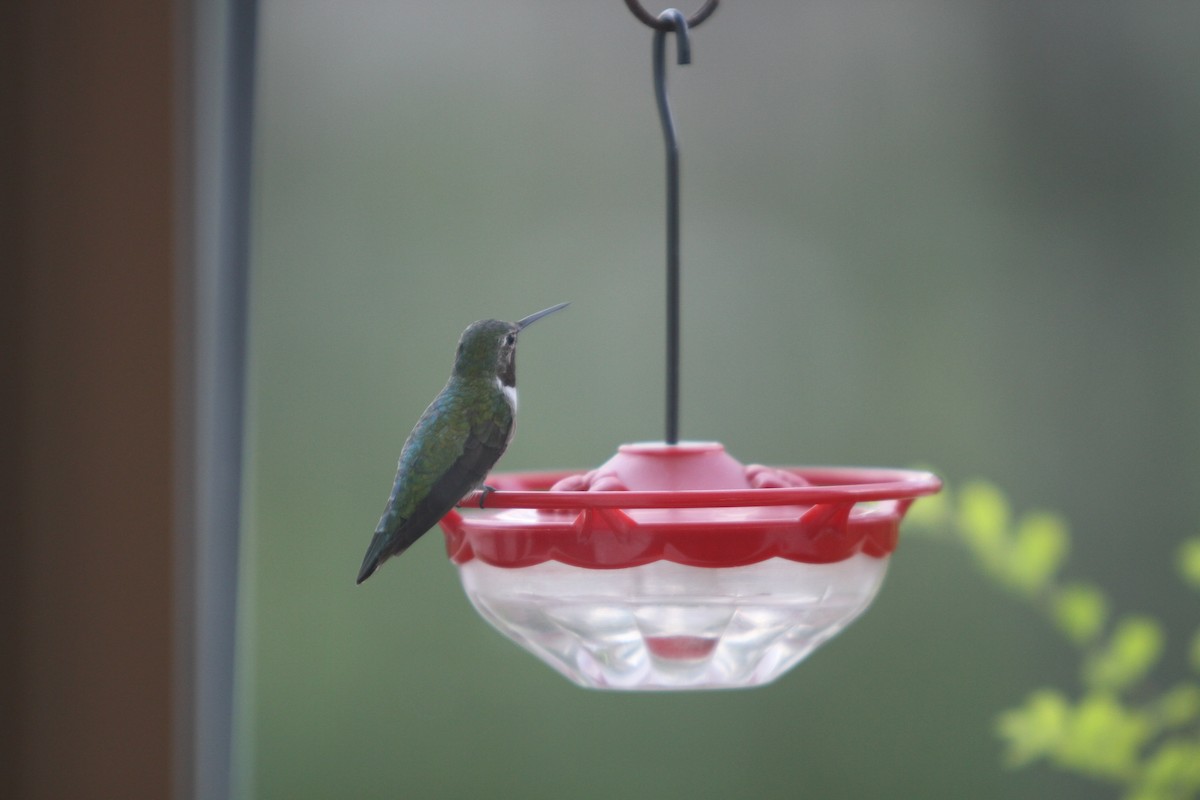 Broad-tailed Hummingbird - ML405062941