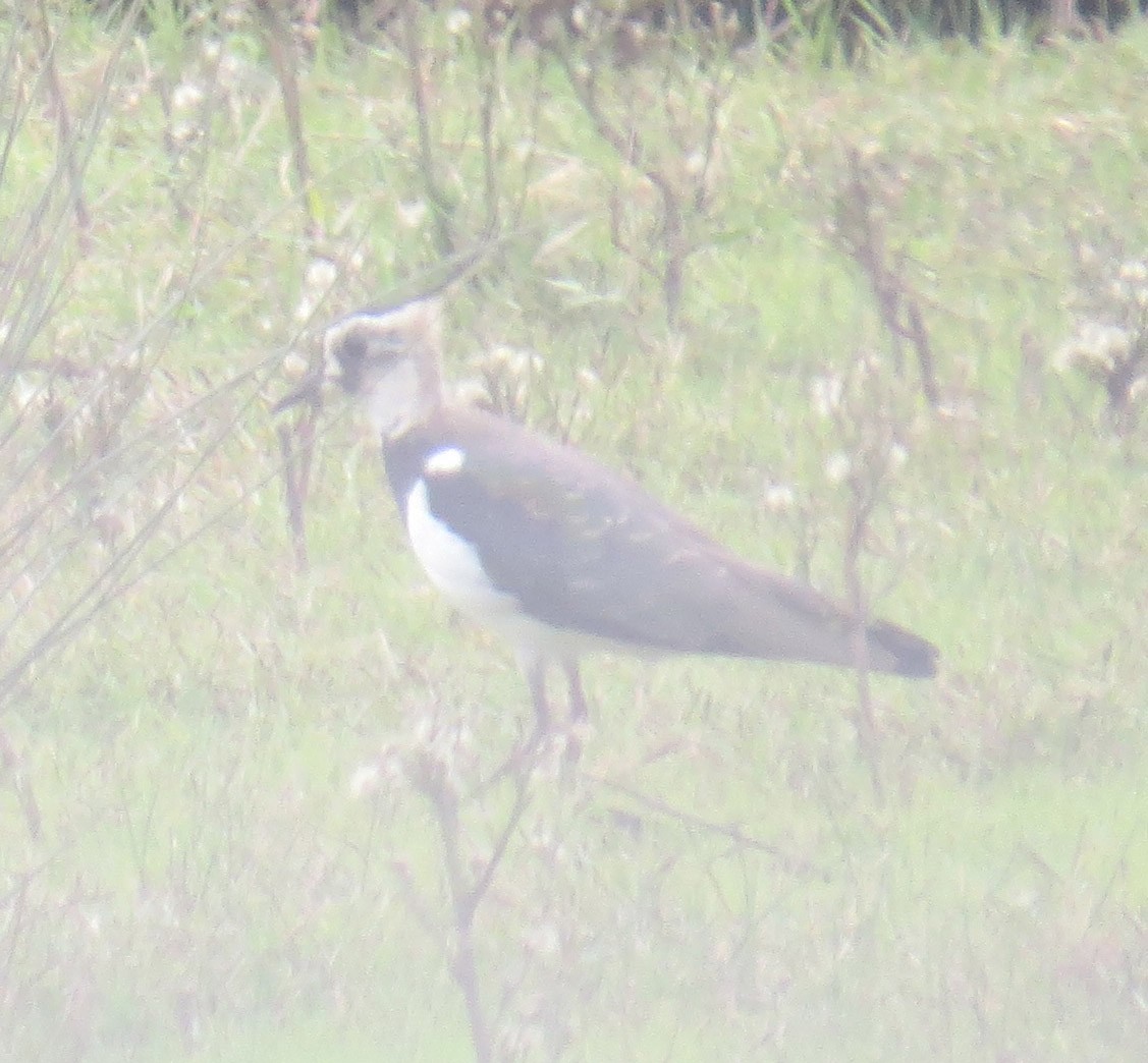 Northern Lapwing - ML40506521