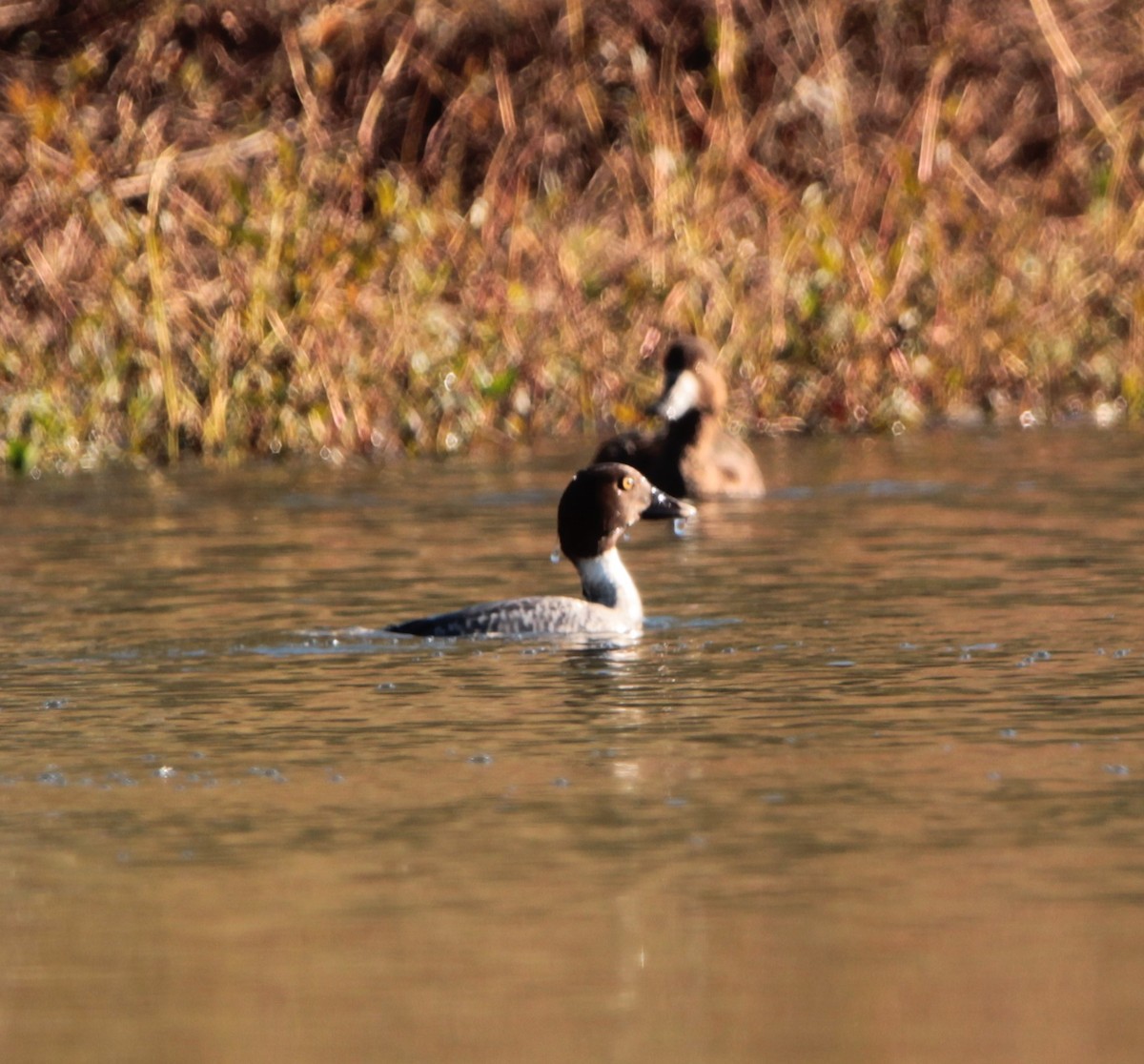 Common Goldeneye - ML405067271