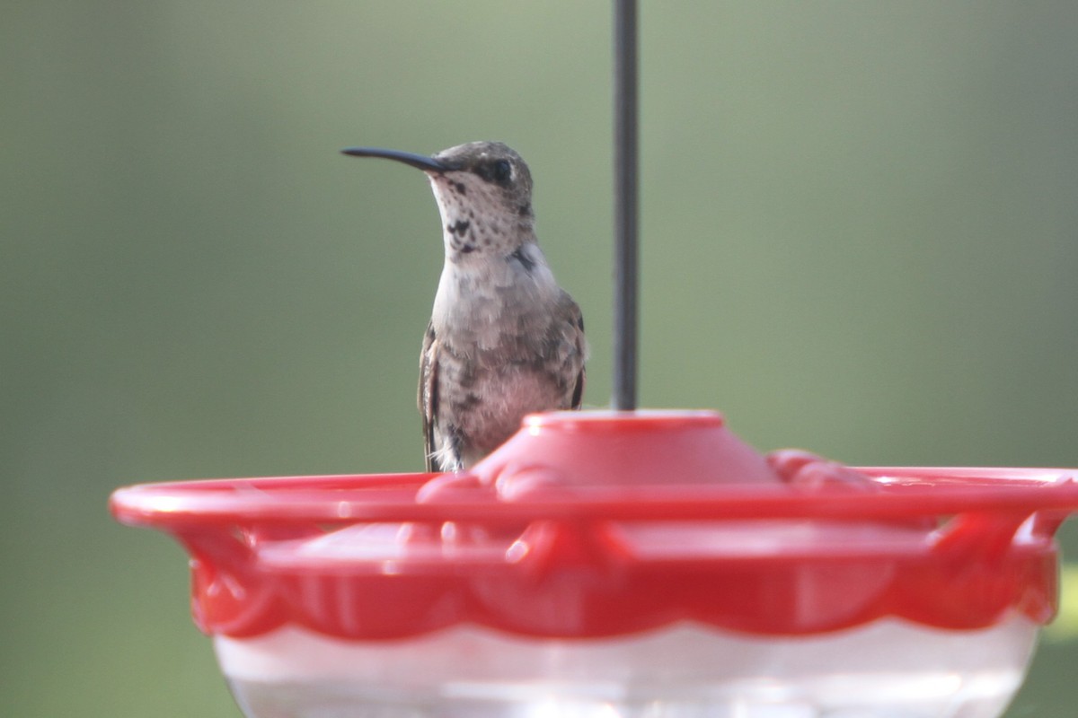 Black-chinned Hummingbird - ML405067491