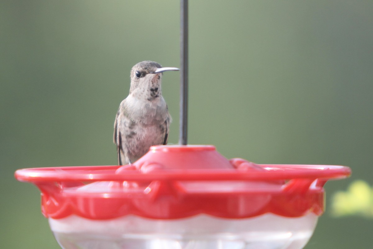Black-chinned Hummingbird - ML405067501