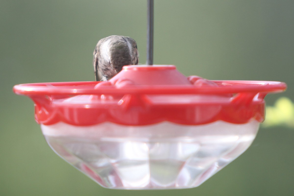 Black-chinned Hummingbird - ML405067511