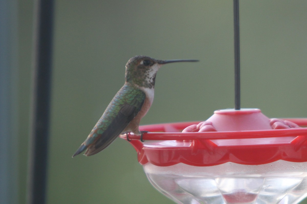 Rufous/Allen's Hummingbird - ML405067631