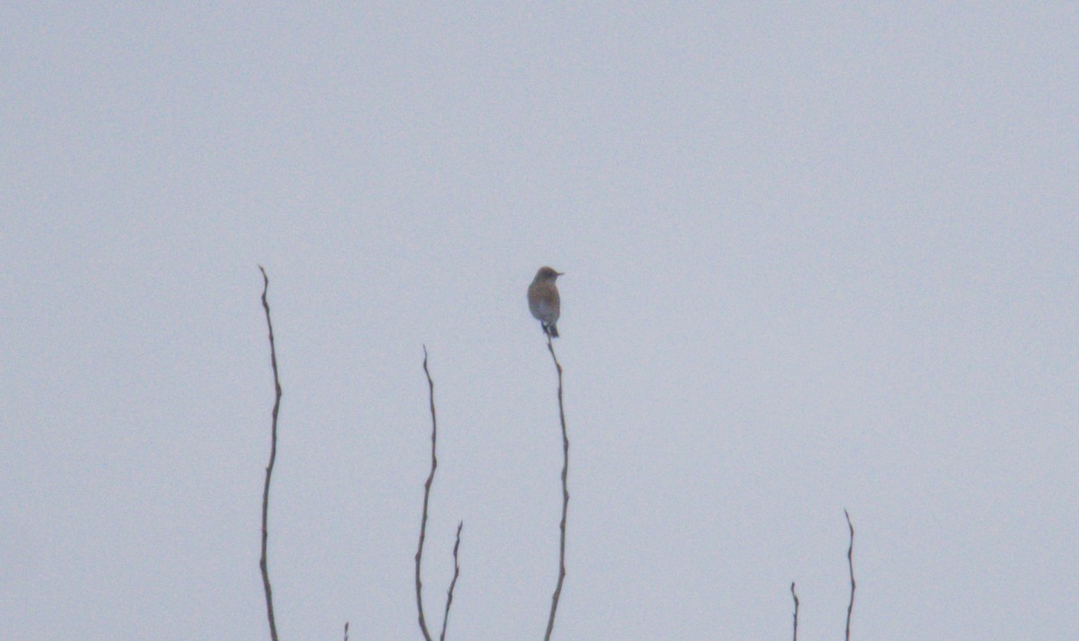 Mountain Bluebird - ML405067691