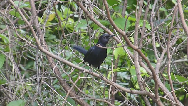 Black Catbird - ML405067781