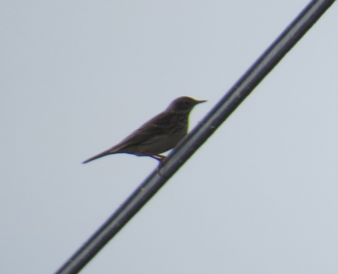 Meadow Pipit - ML40506811