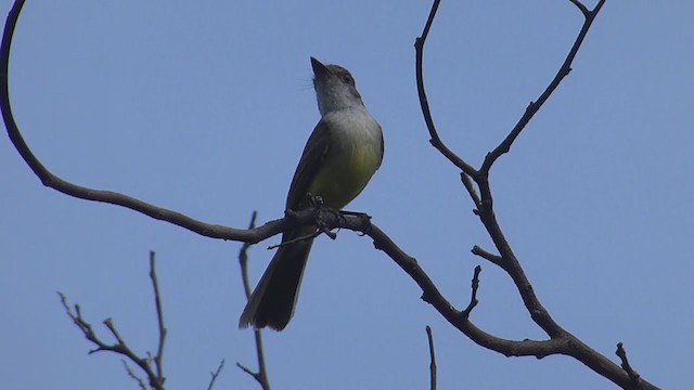 Dusky-capped Flycatcher (lawrenceii Group) - ML405068231