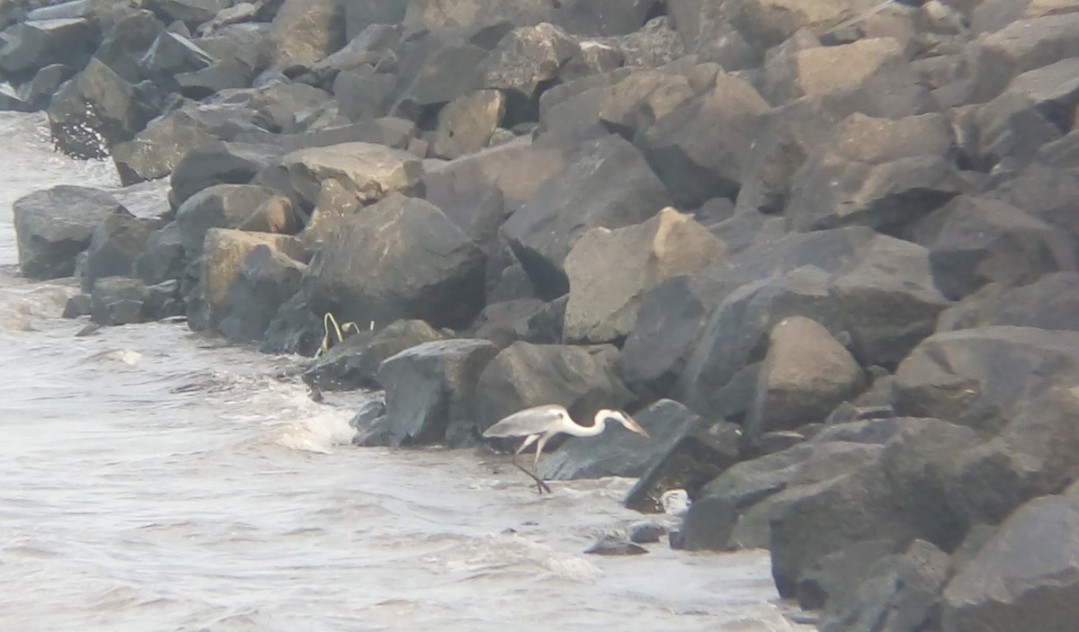 Cocoi Heron - ML405068371