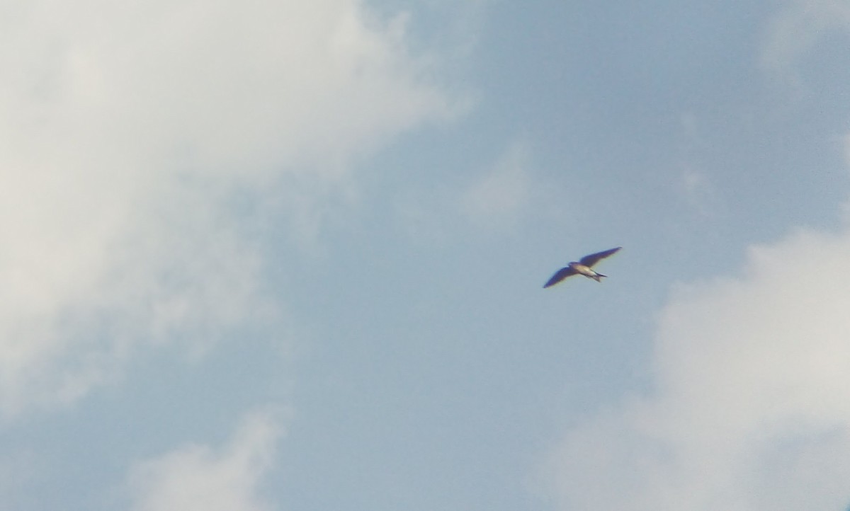 Gray-breasted Martin - ML405068481