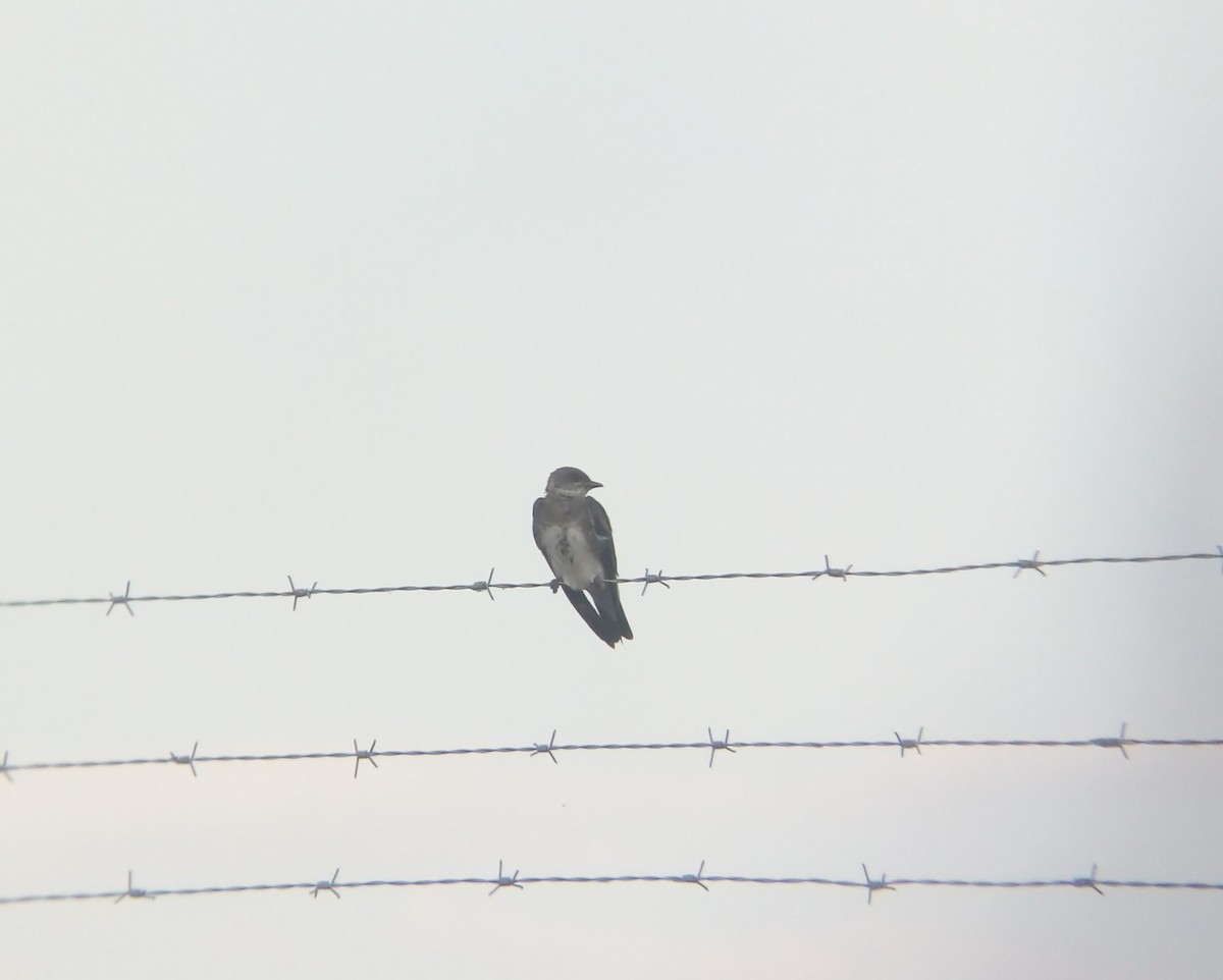 Brown-chested Martin - ML405068611