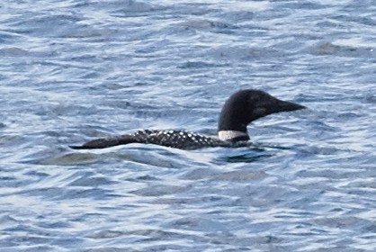 Common Loon - ML40507021