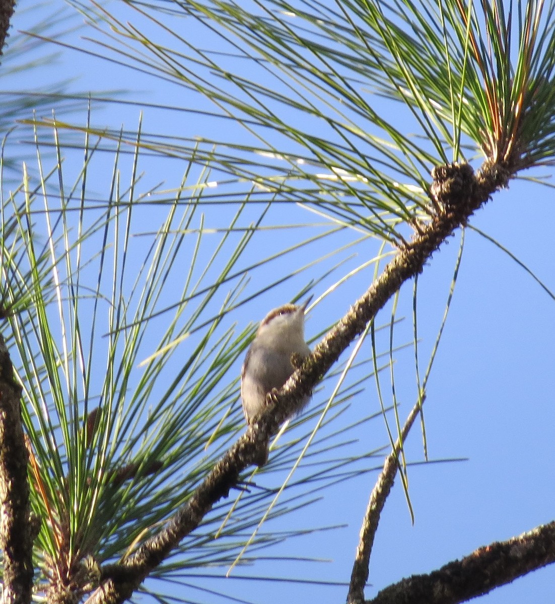Brown-headed Nuthatch - ML405070861