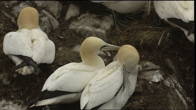 Northern Gannet - ML405071