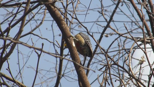 Yucatan Woodpecker - ML405072591