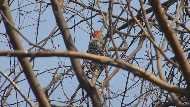 Yucatan Woodpecker - ML405072631