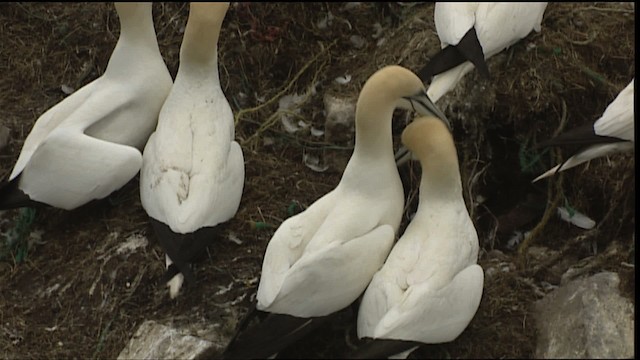 Northern Gannet - ML405073