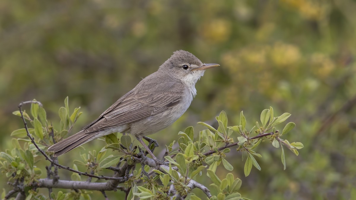 Upcher's Warbler - Engin BIYIKOĞLU