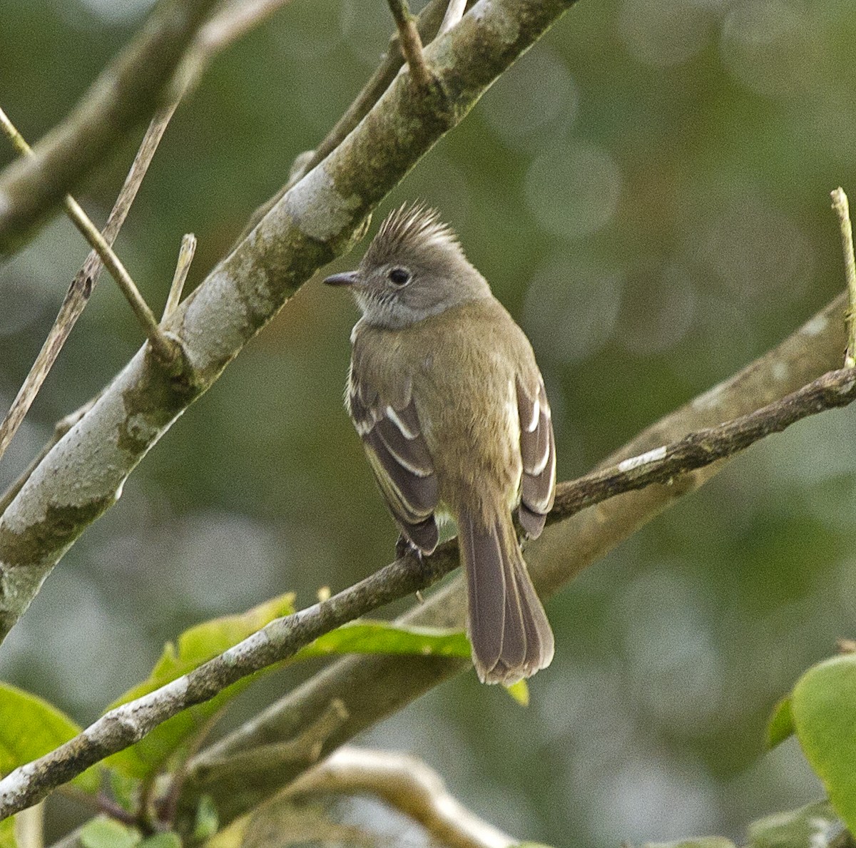 Yellow-bellied Elaenia - ML40507521