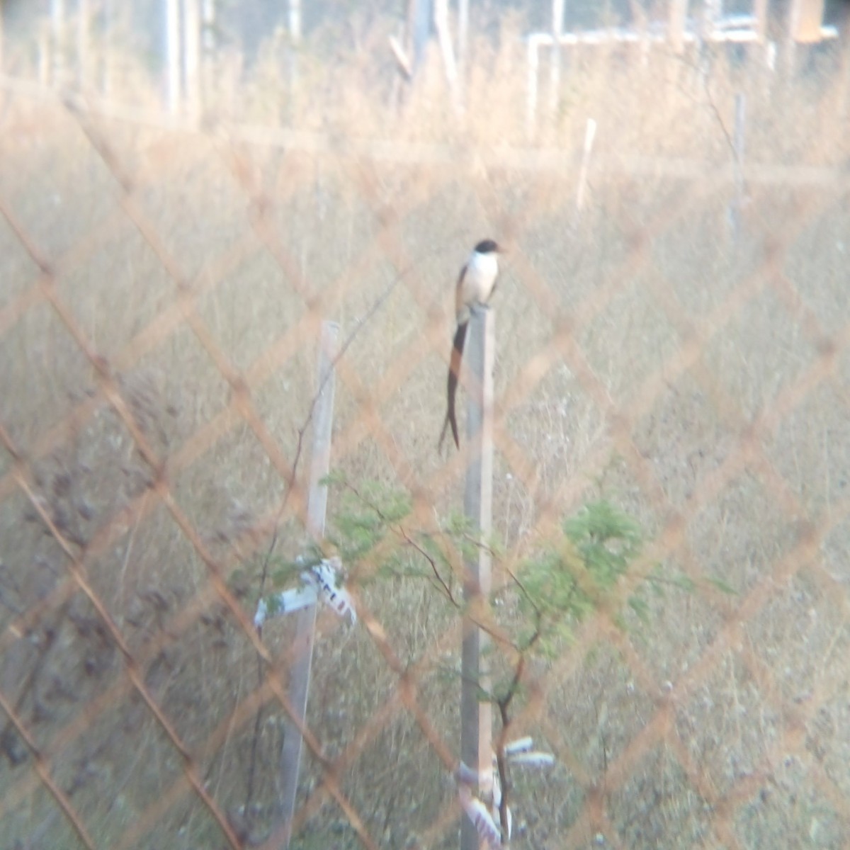 Fork-tailed Flycatcher - ML405075361