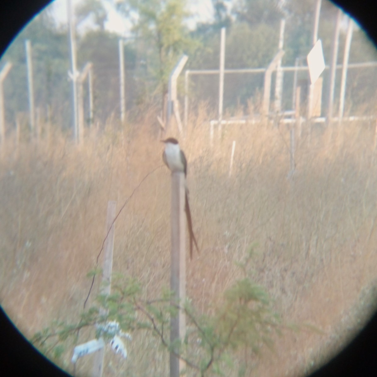 Fork-tailed Flycatcher - ML405075461