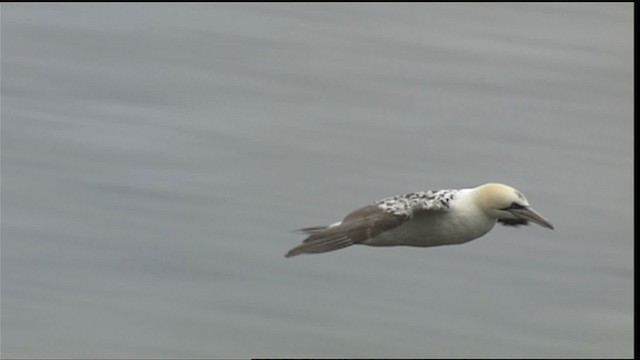 Northern Gannet - ML405076