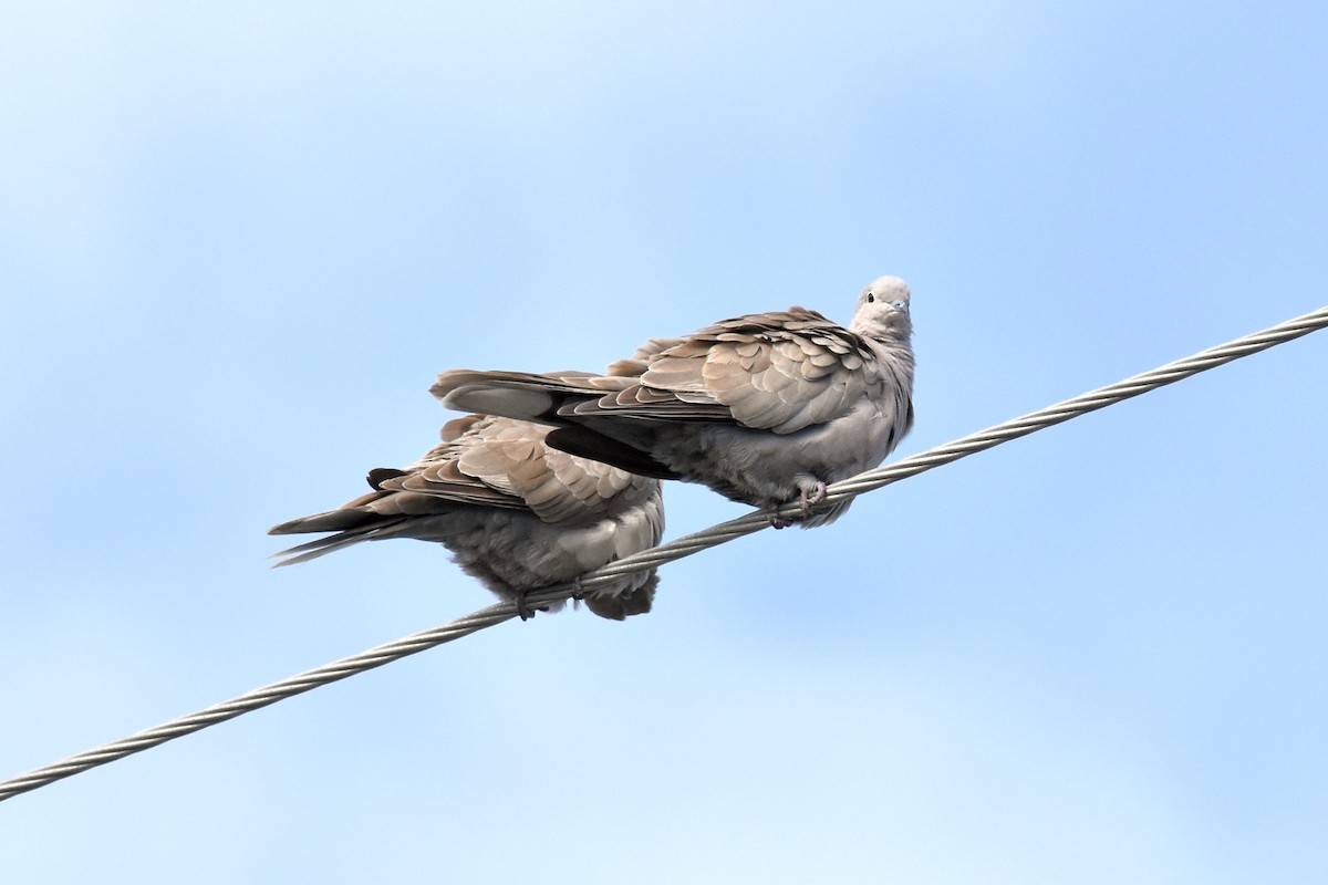 Eurasian Collared-Dove - ML405079301