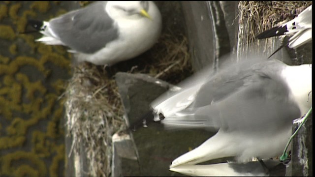 Black-legged Kittiwake (tridactyla) - ML405080