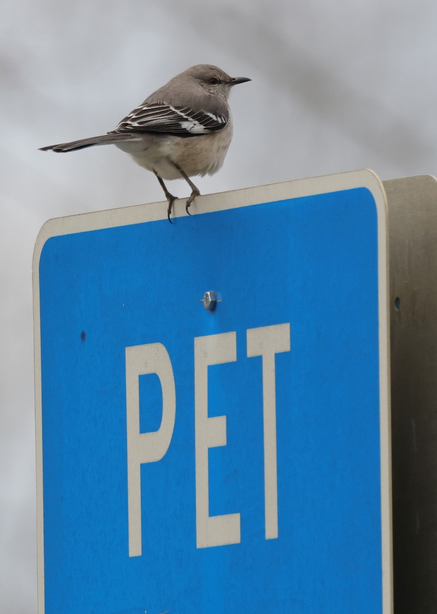 Northern Mockingbird - ML405080411