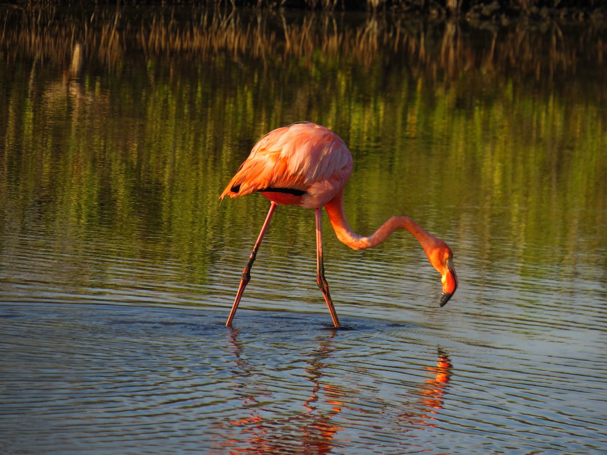 American Flamingo - Jesse  M. Rubenstein