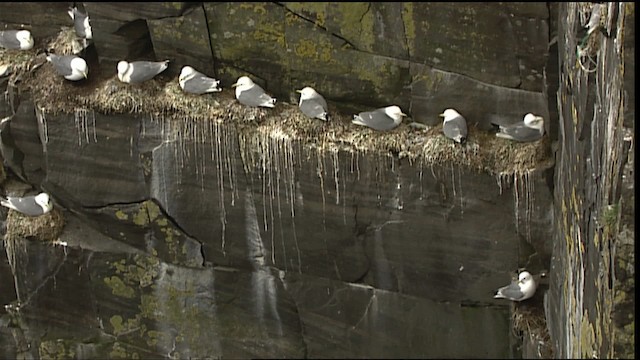 Black-legged Kittiwake (tridactyla) - ML405081