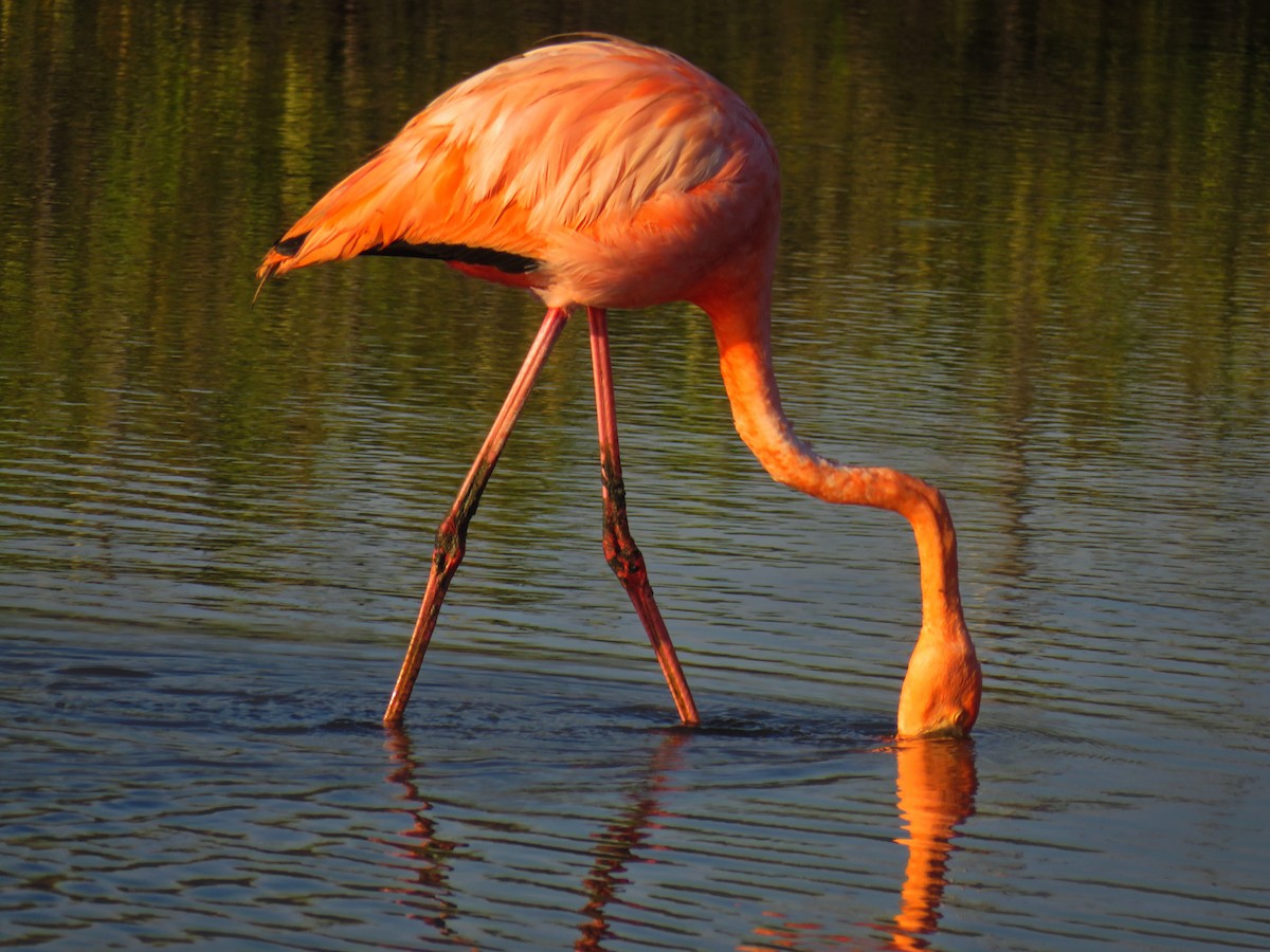 American Flamingo - Jesse  M. Rubenstein